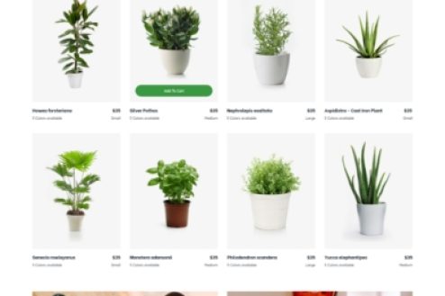 Plants-Shop-786-393x1104